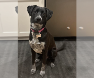 Mutt Dogs for adoption in Brooklyn Center, MN, USA
