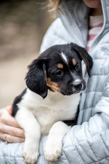 Bocker Dogs for adoption in Hockessin, DE, USA