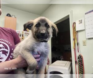 Great Pyrenees-Unknown Mix Dogs for adoption in Santa Cruz, CA, USA
