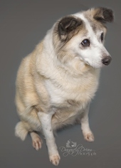 Medium Photo #1 Collie-Unknown Mix Puppy For Sale in Waynesboro, PA, USA