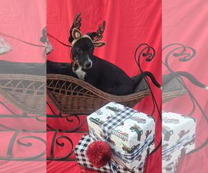 Chihuahua-Unknown Mix Dogs for adoption in Missouri City, TX, USA