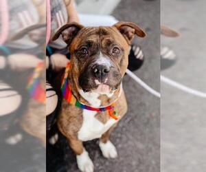 Bulloxer Dogs for adoption in West Valley, UT, USA