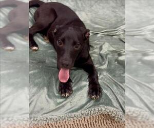 Labrador Retriever-Unknown Mix Dogs for adoption in Conroe, TX, USA