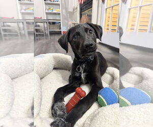 Labrador Retriever-Unknown Mix Dogs for adoption in Rockaway, NJ, USA