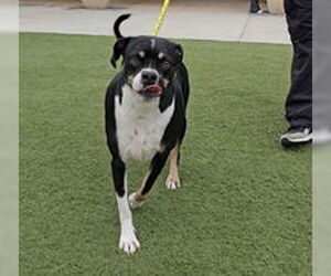 American Pit Bull Terrier Dogs for adoption in Salinas, CA, USA