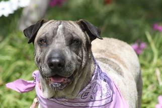 Chinese Shar-Pei-Unknown Mix Dogs for adoption in Bell Gardens, CA, USA