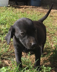 Mutt Dogs for adoption in Waldron, AR, USA