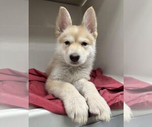German Shepherd Dog-Unknown Mix Dogs for adoption in Las Vegas, NV, USA