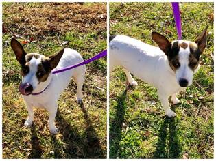 Jack-Rat Terrier Dogs for adoption in Longview, TX, USA
