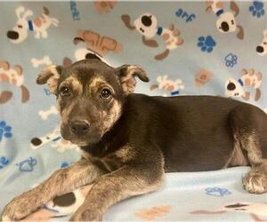 German Shepherd Dog-Unknown Mix Dogs for adoption in HESPERIA, CA, USA