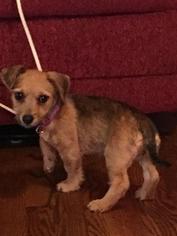 Dachshund-Unknown Mix Dogs for adoption in Fond du Lac, WI, USA