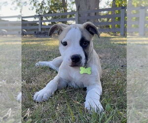 Labrador Retriever Dogs for adoption in Royal Palm Beach, FL, USA