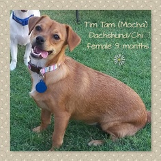 Chiweenie Dogs for adoption in Tempe, AZ, USA