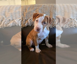 American Staffordshire Terrier-Unknown Mix Dogs for adoption in Holly Springs, NC, USA