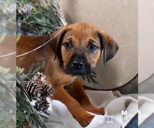 Medium Photo #1 Black Mouth Cur-Boxer Mix Puppy For Sale in Sheridan, CO, USA