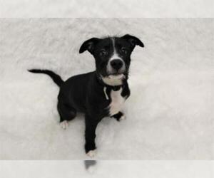 Border Collie-Parson Russell Terrier Mix Dogs for adoption in Grasswood, Saskatchewan, Canada