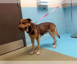 German Shepherd Dog-Unknown Mix Dogs for adoption in Moreno Valley, CA, USA