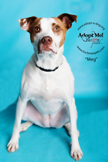 Mutt Dogs for adoption in Armonk, NY, USA