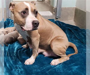 American Staffordshire Terrier Dogs for adoption in Fort Lauderdale, FL, USA