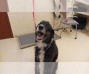 Bearded Collie Dogs for adoption in Center Township, PA, USA