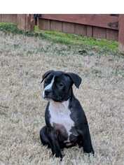 American Bulldog-Unknown Mix Dogs for adoption in Woodstock, GA, USA