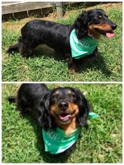 Dachshund Dogs for adoption in Longview, TX, USA