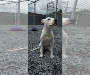 American Pit Bull Terrier Dogs for adoption in Lewistown, PA, USA
