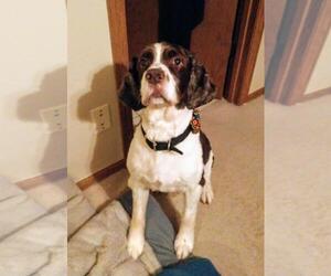 English Springer Spaniel Dogs for adoption in Forest Lake, MN, USA