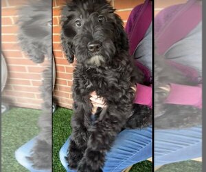 Poodle (Standard) Dogs for adoption in Coppell, TX, USA