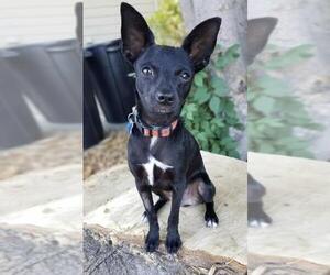 Italian Greyhuahua Dogs for adoption in Palo Alto, CA, USA