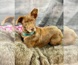 Labrador Retriever Dogs for adoption in Garland, TX, USA