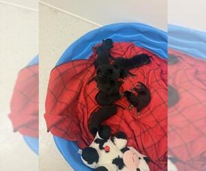 German Shepherd Dog Dogs for adoption in San Bernardino, CA, USA