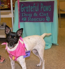 Rat Terrier Dogs for adoption in Fort Lauderdale, FL, USA