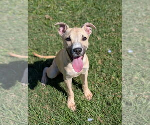 Black Mouth Cur-Unknown Mix Dogs for adoption in Oakhurst, NJ, USA