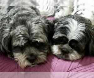 Shih Tzu Dogs for adoption in Indianapolis, IN, USA