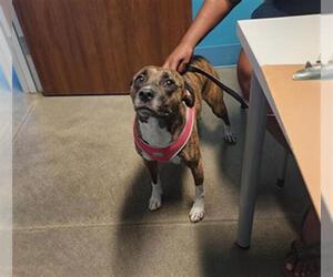 Whippet Dogs for adoption in Houston, TX, USA