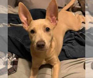 Labrador Retriever Dogs for adoption in Von Ormy, TX, USA