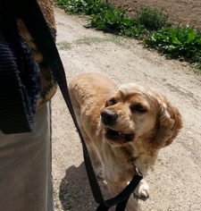 Cocker Spaniel Dogs for adoption in Templeton, CA, USA