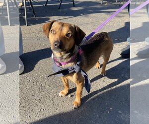 Dachshund-Unknown Mix Dogs for adoption in Davis, CA, USA
