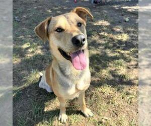 German Shepherd Dog-Unknown Mix Dogs for adoption in Conroe, TX, USA