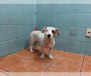 American Pit Bull Terrier-Unknown Mix Dogs for adoption in Downey, CA, USA