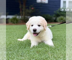 Golden Pyrenees Dogs for adoption in Spring Lake, NC, USA