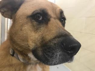Shepradors Dogs for adoption in Lawrence, KS, USA