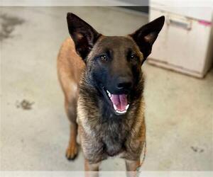 Mutt Dogs for adoption in Stockton, CA, USA