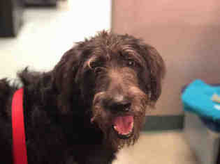 Otterhound Dogs for adoption in Tallahassee, FL, USA