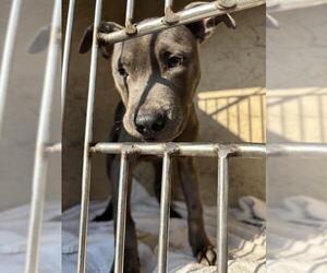 American Staffordshire Terrier-Unknown Mix Dogs for adoption in Oklahoma City, OK, USA