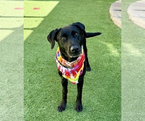 Labrador Retriever-Unknown Mix Dogs for adoption in Fort Worth, TX, USA