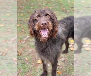 Labradoodle Dogs for adoption in Temple, GA, USA
