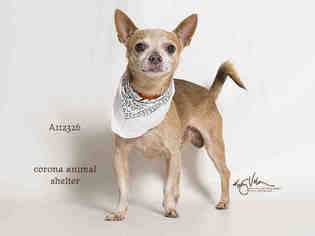 Chihuahua Dogs for adoption in Corona, CA, USA