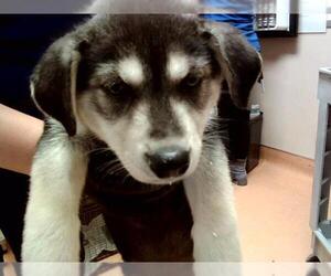German Shepherd Dog-Siberian Husky Mix Dogs for adoption in Martinez, CA, USA